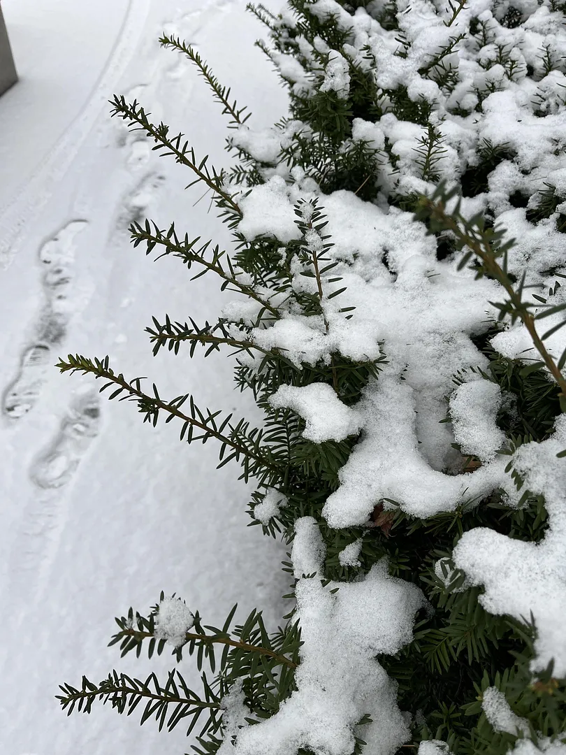 waiting for the first snowfall! (3/5)