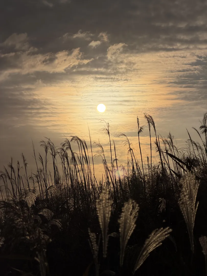 Seoul Silver Grass Festival (3/5)