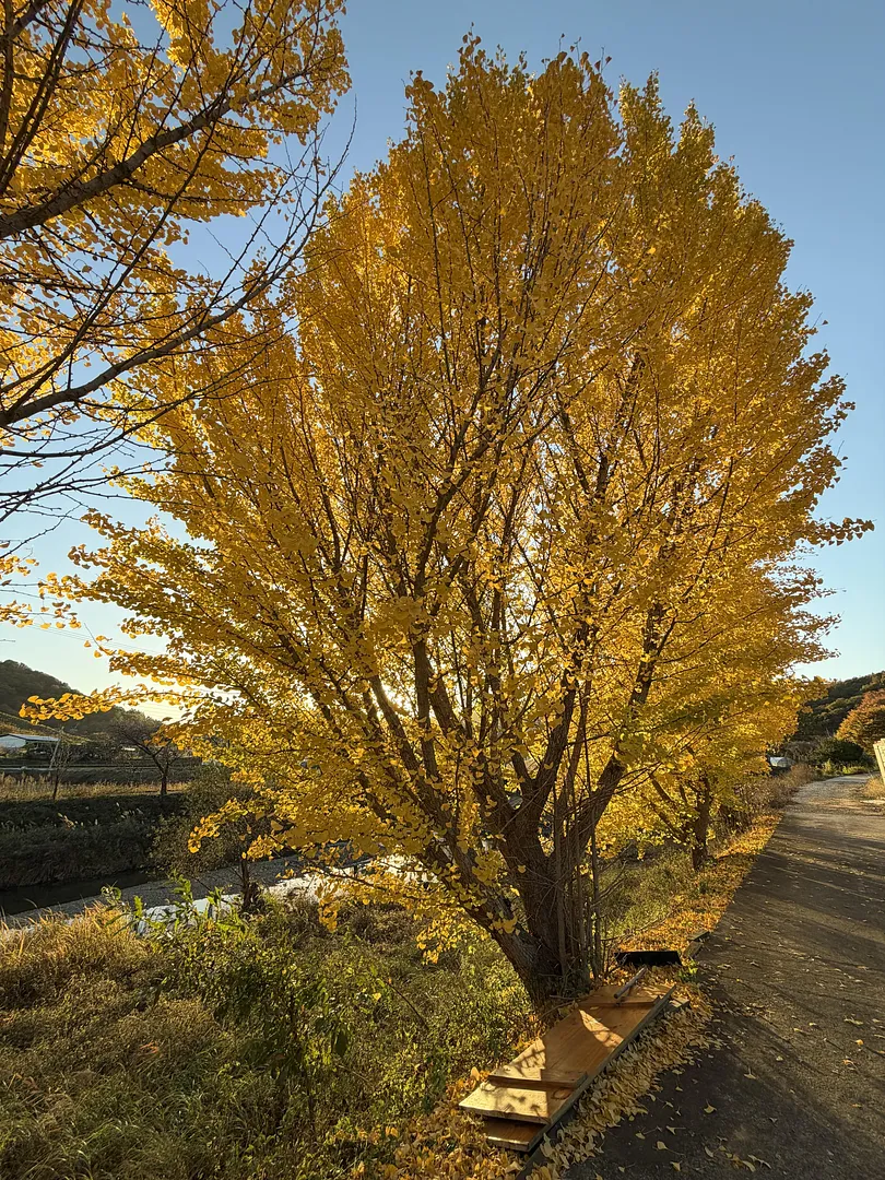 Discover a peaceful autumn escape in Cheongju, South Korea (1/3)