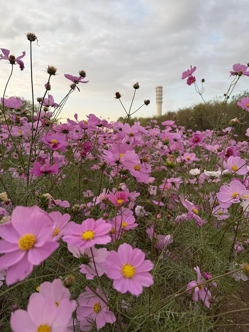 Seoul Silver Grass Festival (1/5)