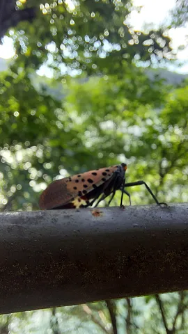 Chuncheon sky walk (2/5)