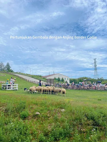 Korea’s Largest Highland Ranch - Daegwallyeong Samyang Ranch (5/5)