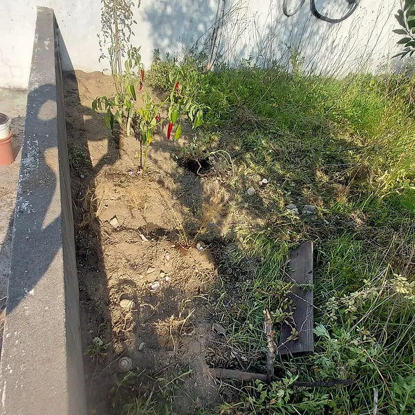 Gardening in the summer