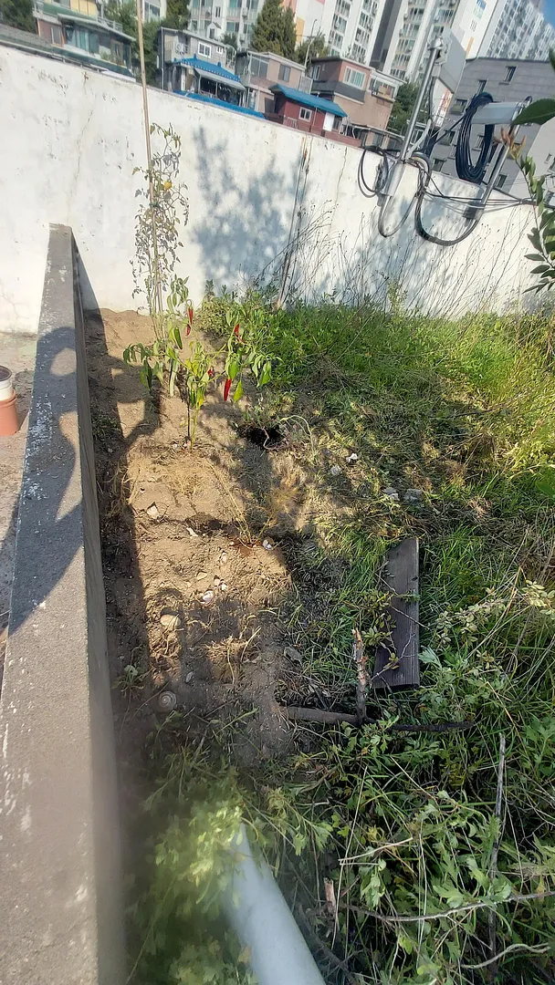 Gardening in the summer