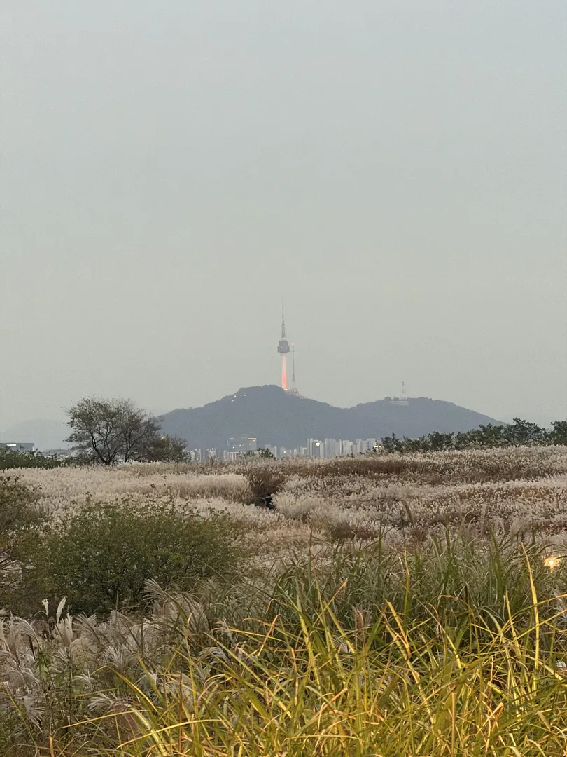 Seoul Silver Grass Festival (4/5)