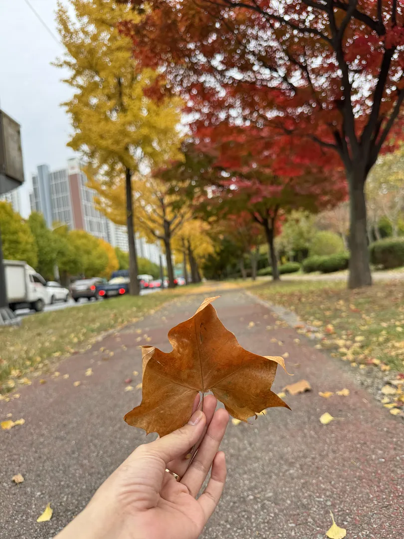 Autumn in Ansan 🍂 (3/3)